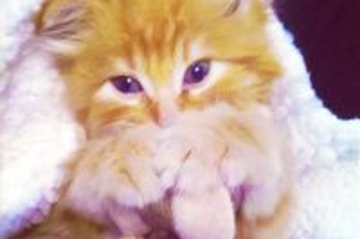 Cuddly Ginger Kitty, New Chance at Life