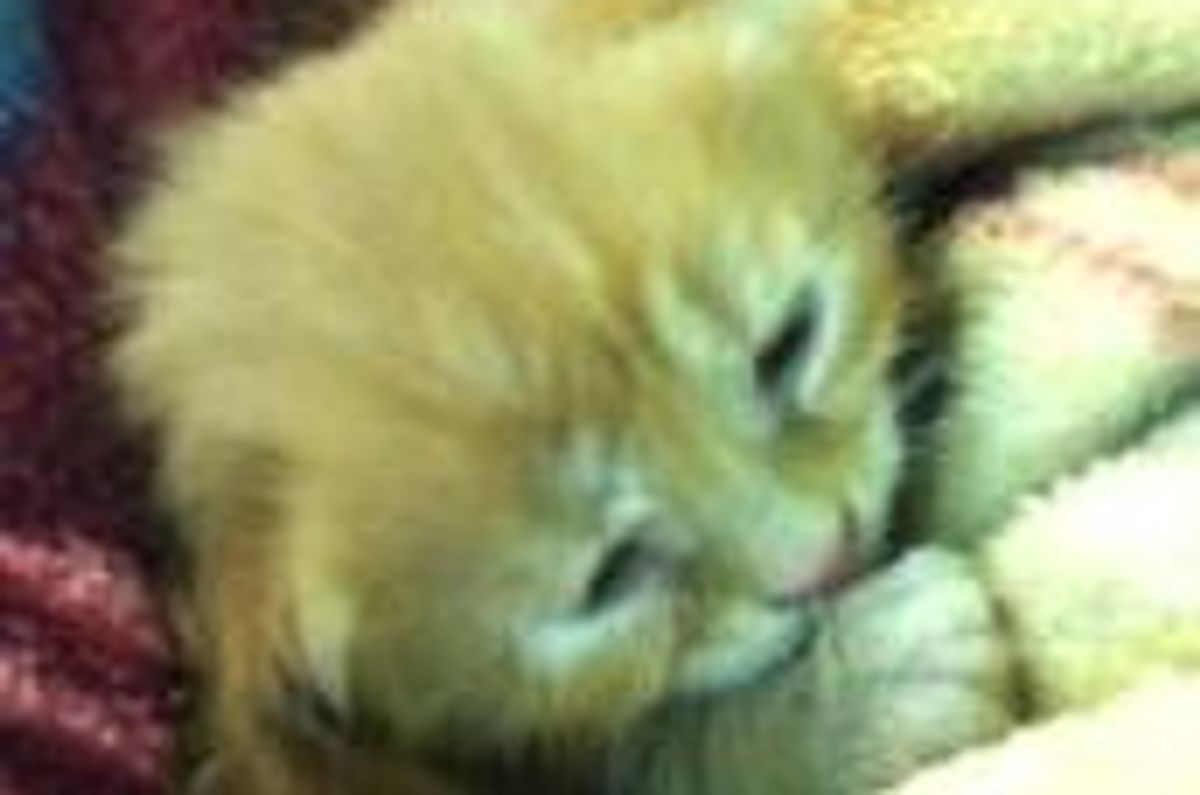 Kitten Survived Front Loader, Saved by Construction Crew