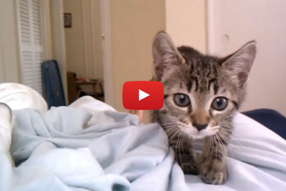 Kitten Cute Attack!