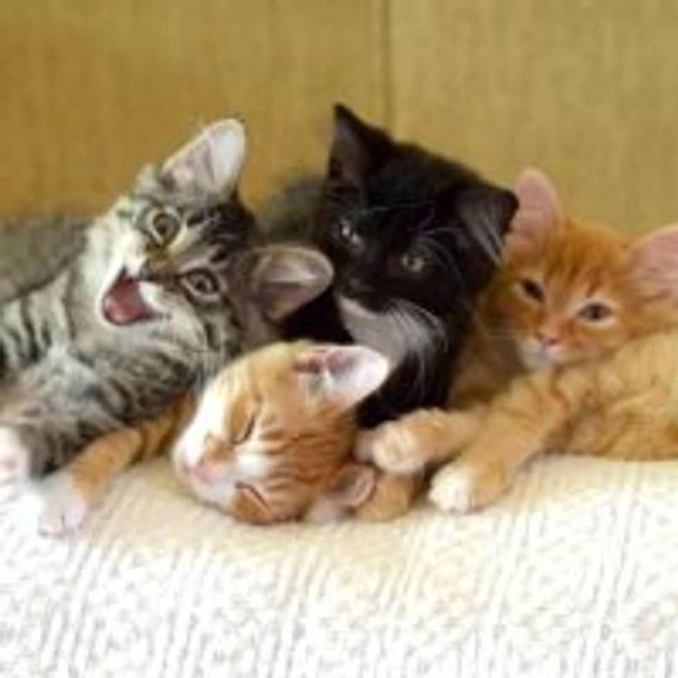Kitty Cuddle Puddle