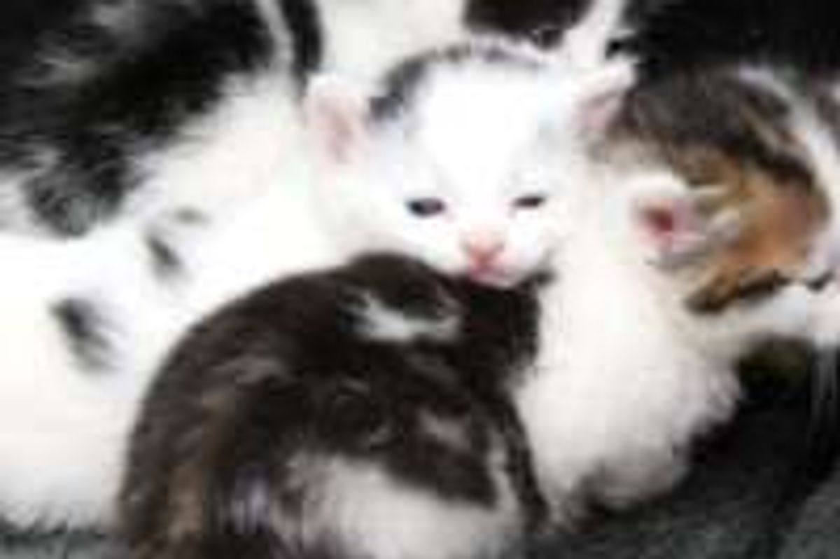 Four Kittens Saved by Mechanics with Seconds to Spare