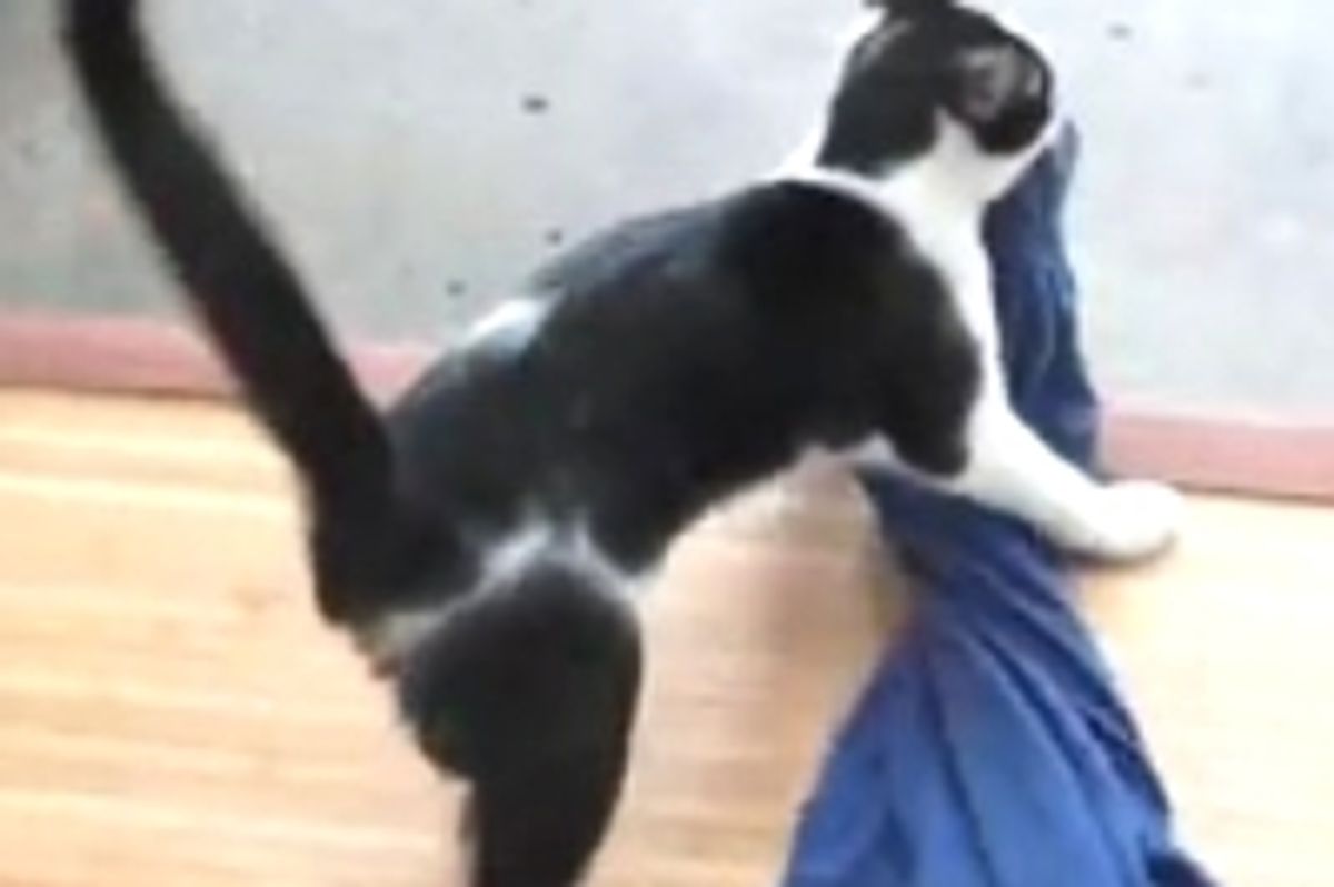 Stylist Kitty Disapproves of Wardrobe