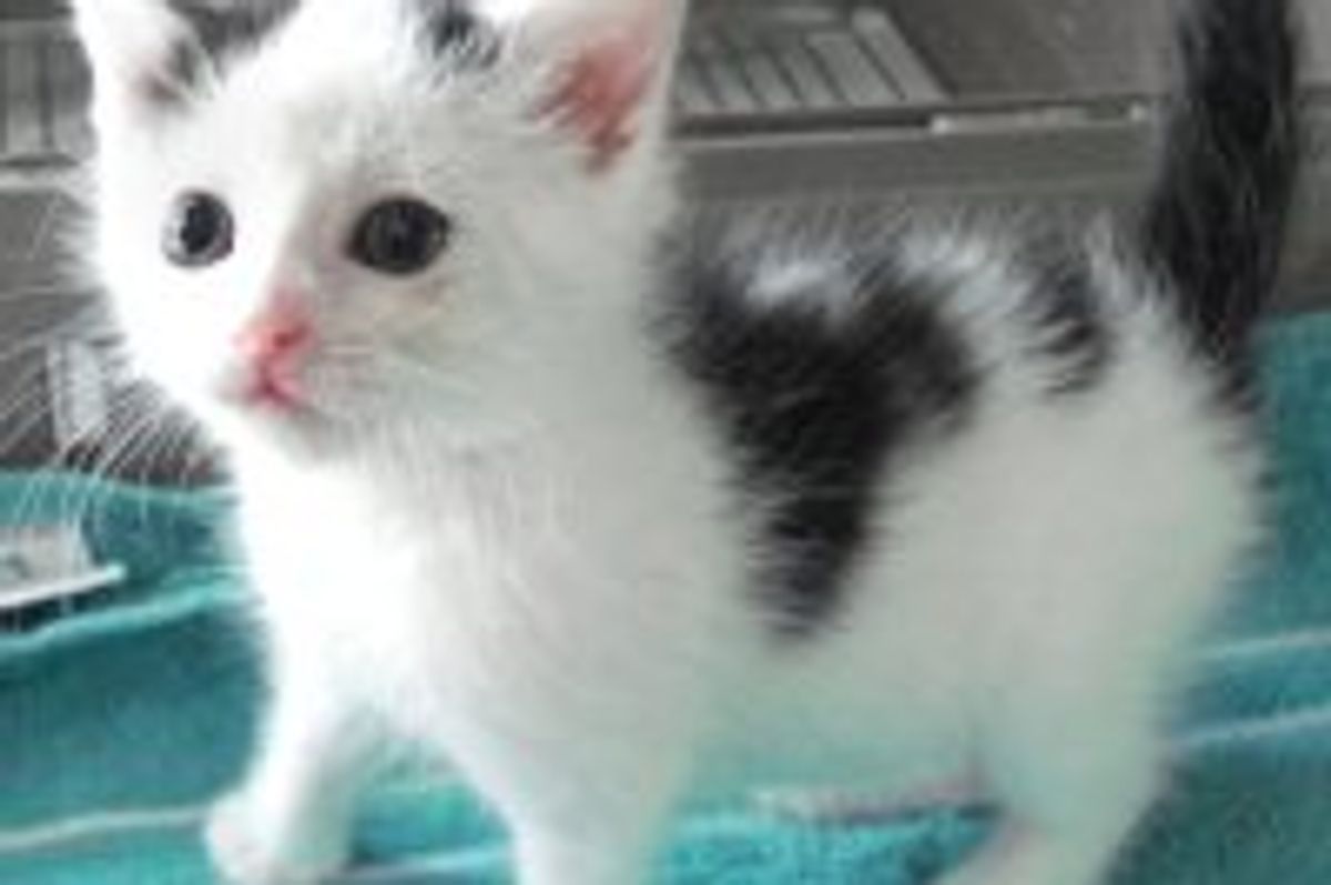 Squirrel the Kitty: Little Survivor