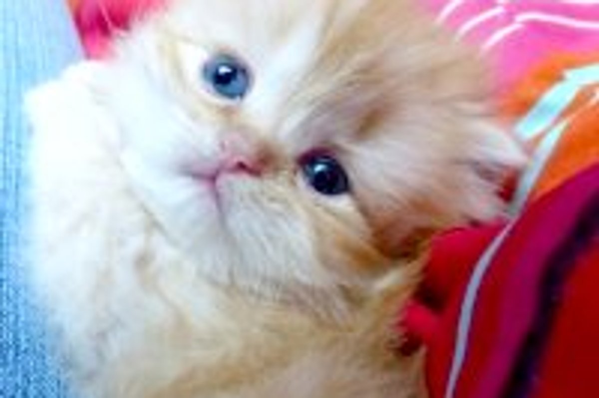 Little Furry Clinger