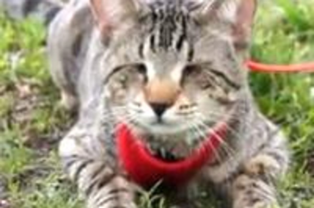 Oskar the Blind Cat - Mother Nature Reunion