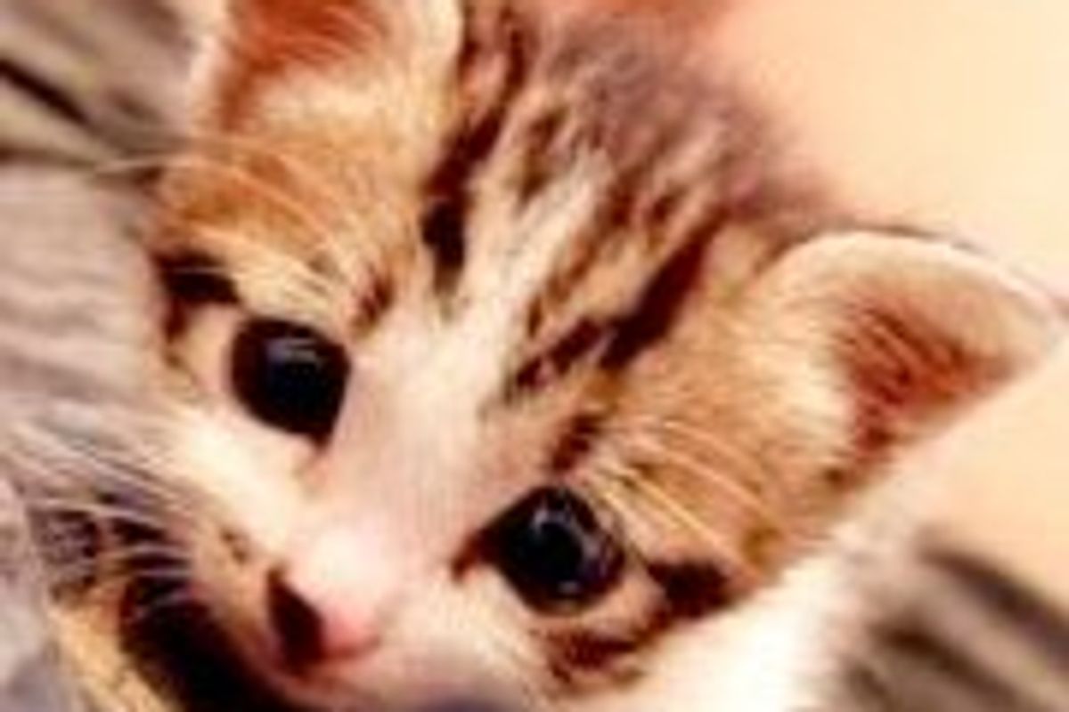 Chi the Kitten Found in Sewer, Gets a Second Chance