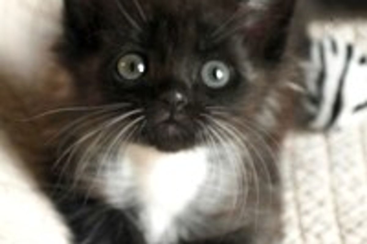 Tiny Rescue Runt Finds His Way into Loving Home