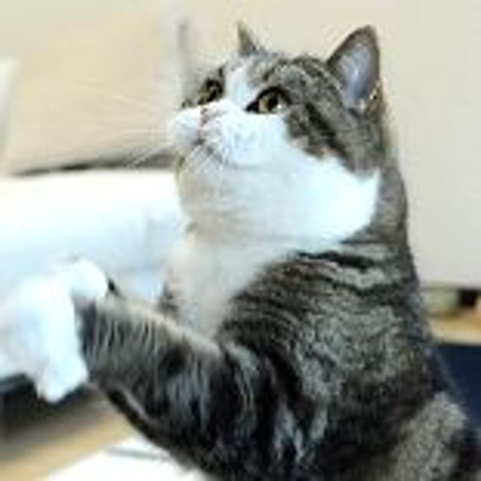 Maru Can't Get It!