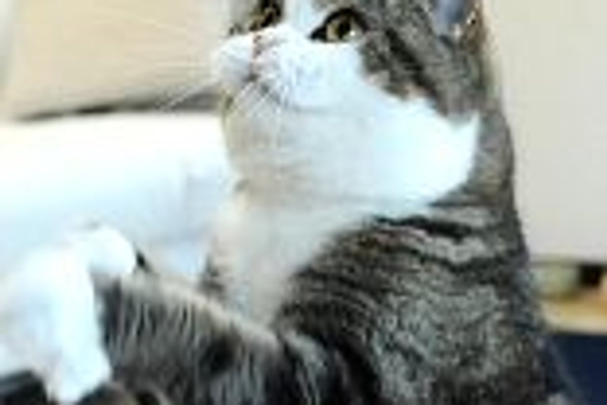 Maru Can't Get It!