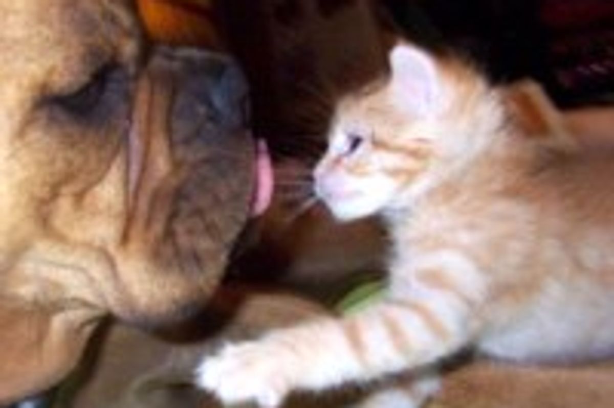 Abandoned Kitten Finds Life Long Furiend: Unlikely Friendship