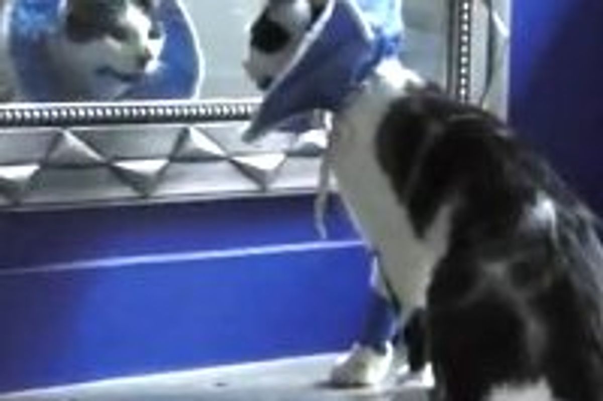 Neutered Kitty Doesn't Recognize Himself