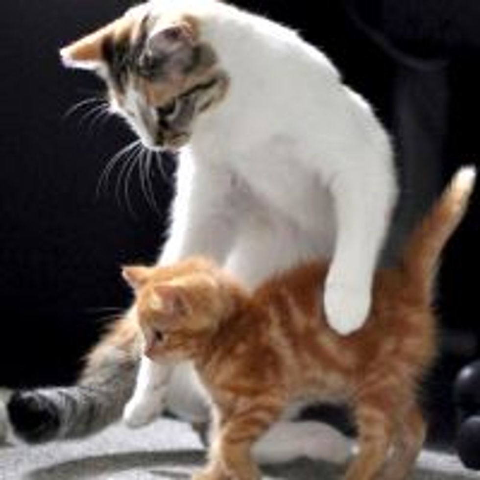 Rescue Feral Ginger Kittens Get New Surrogate Mom