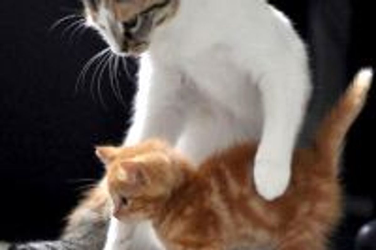 Rescue Feral Ginger Kittens Get New Surrogate Mom