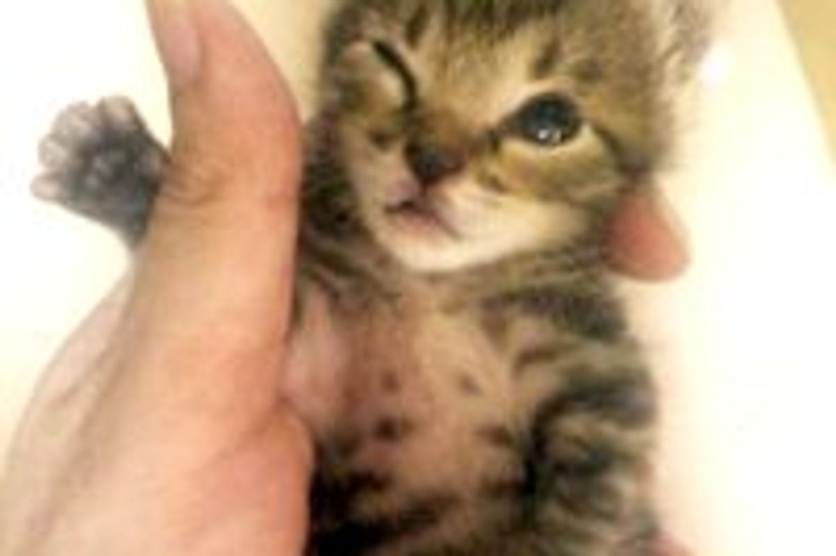 Happy Rescue Bottle Kitty