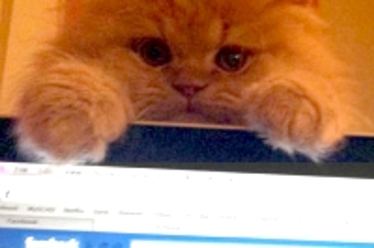 Kitty Demands Mom to Get off Facebook