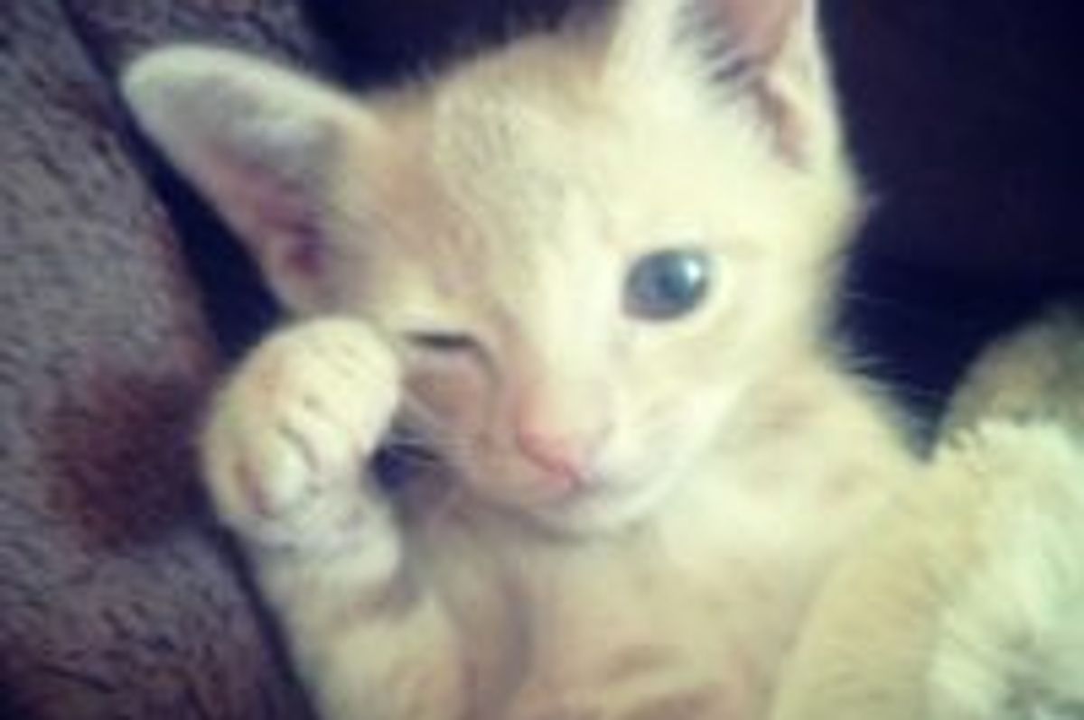 Kitten Saved From Cactus Patch, Nursed Back to Health