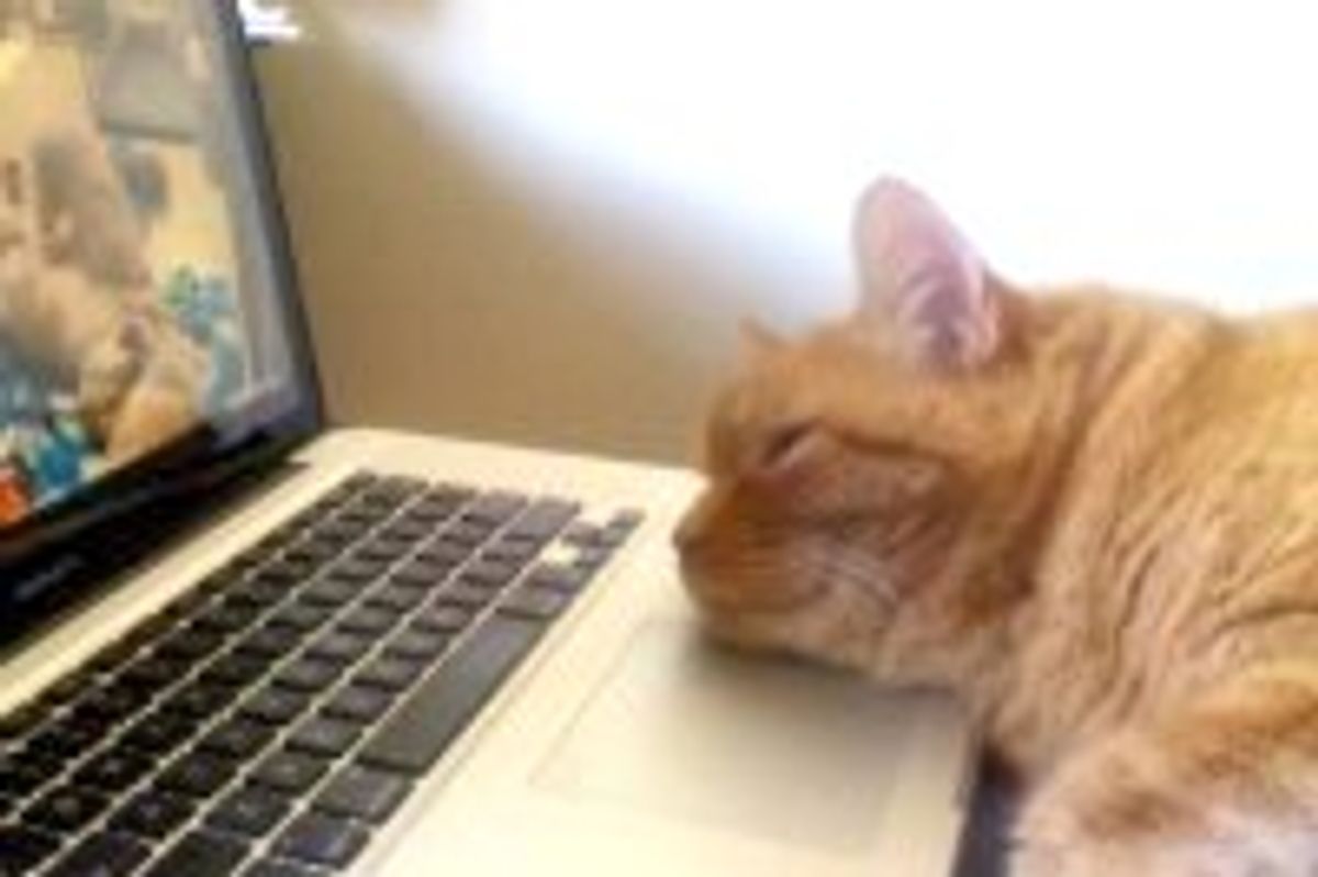 Baba the Cat Loves Watching Live Feed of Puppies
