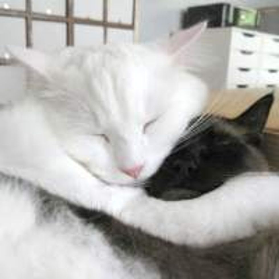 Adopted at the Same Time: Best Friends for Life