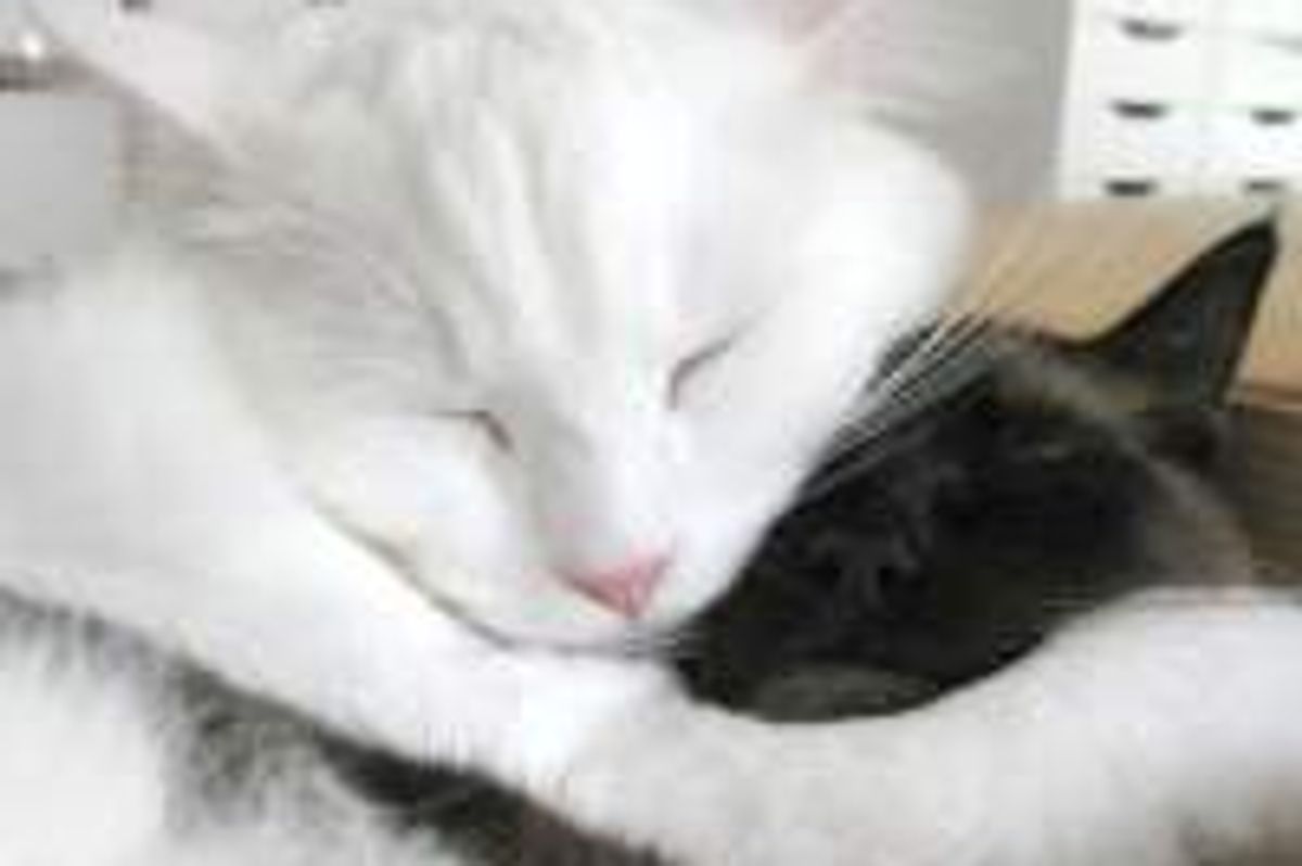 Adopted at the Same Time: Best Friends for Life