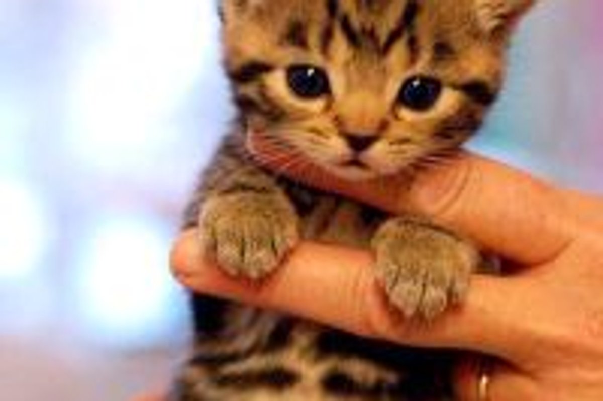 Meet Lancia the Tabby