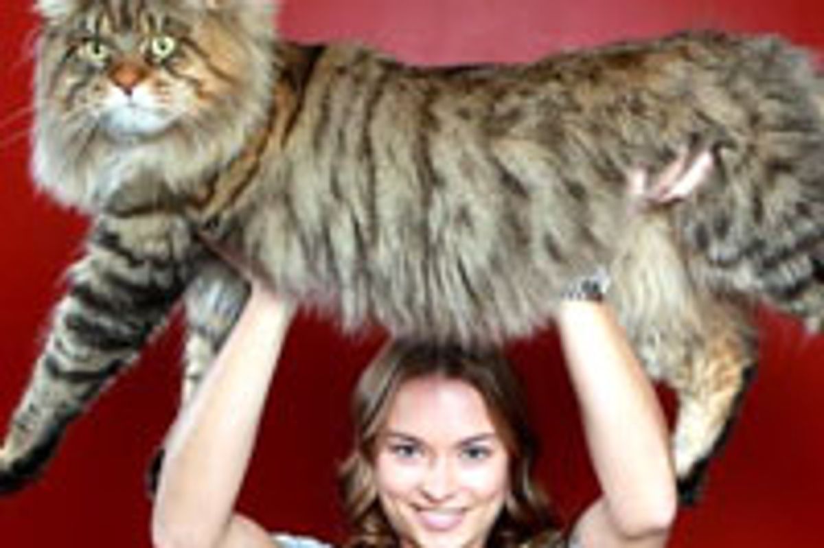 Rupert the Giant Cat