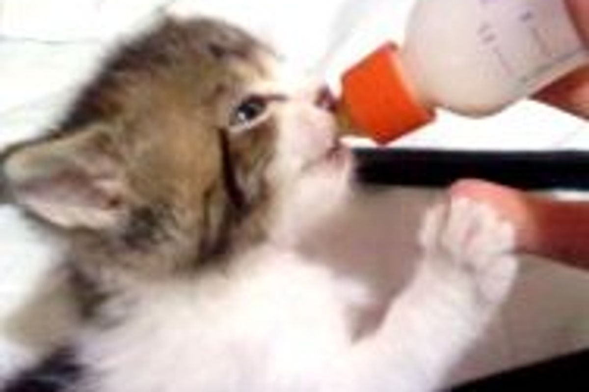 Tiny Day Old Rescue Kitty Nursed Back to Health