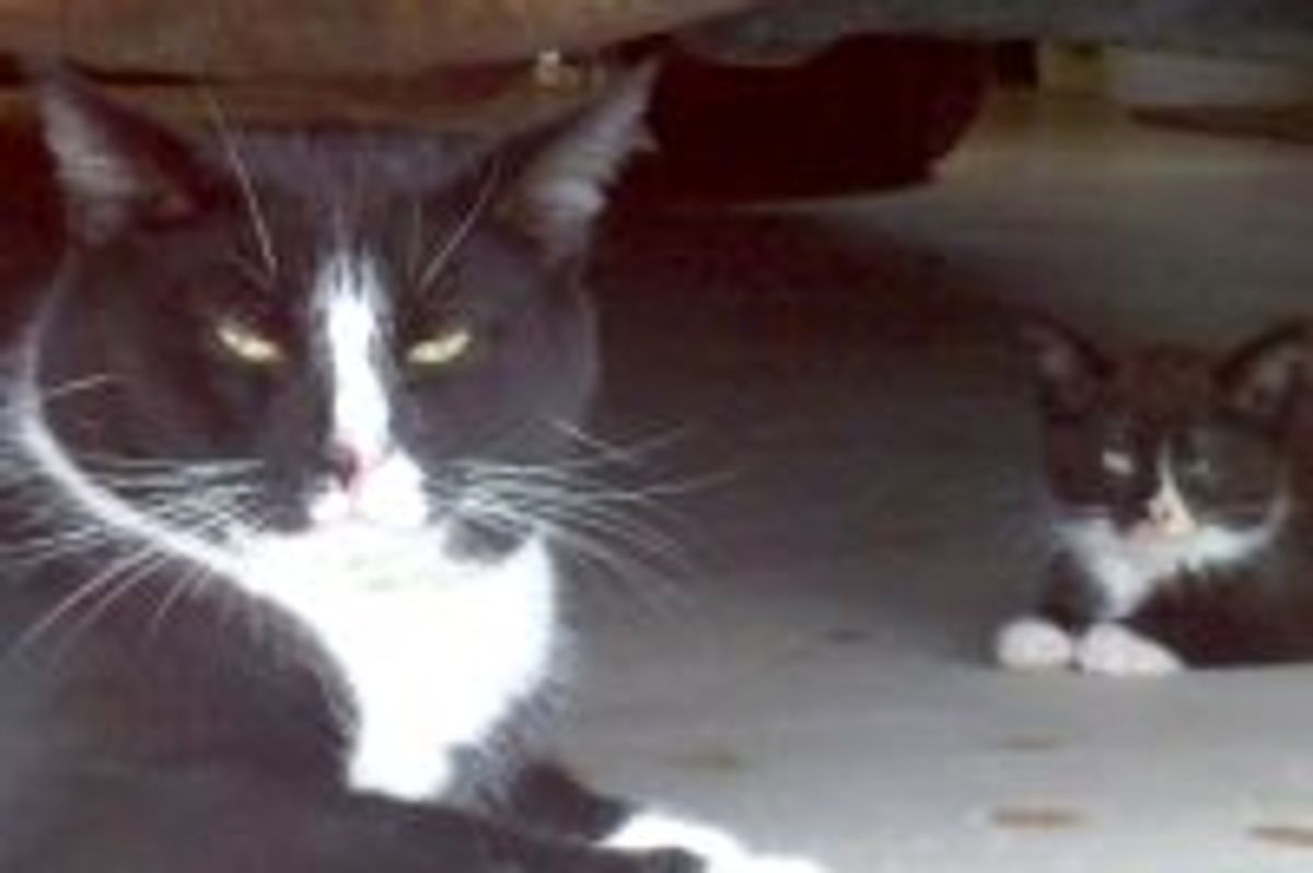 Batman the Tuxedo and His Mini Self