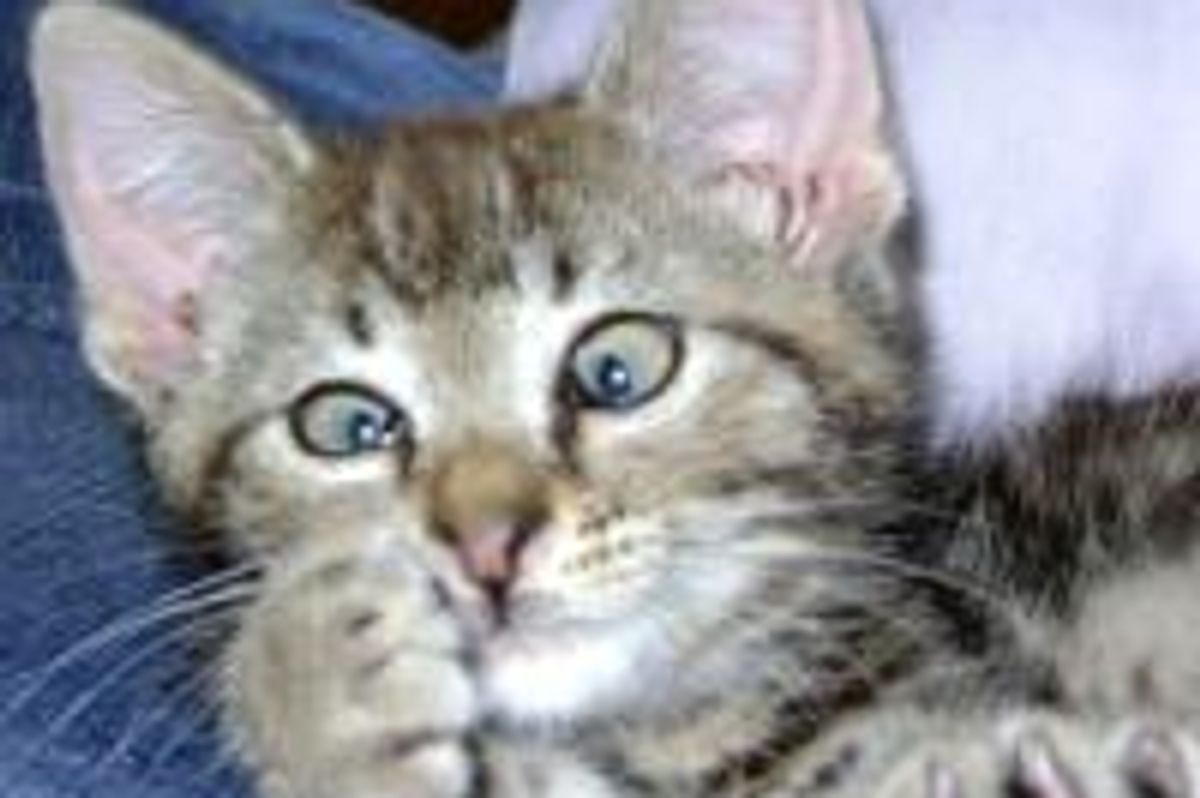 Owen the Cross Eyed Kitty: Then & Now