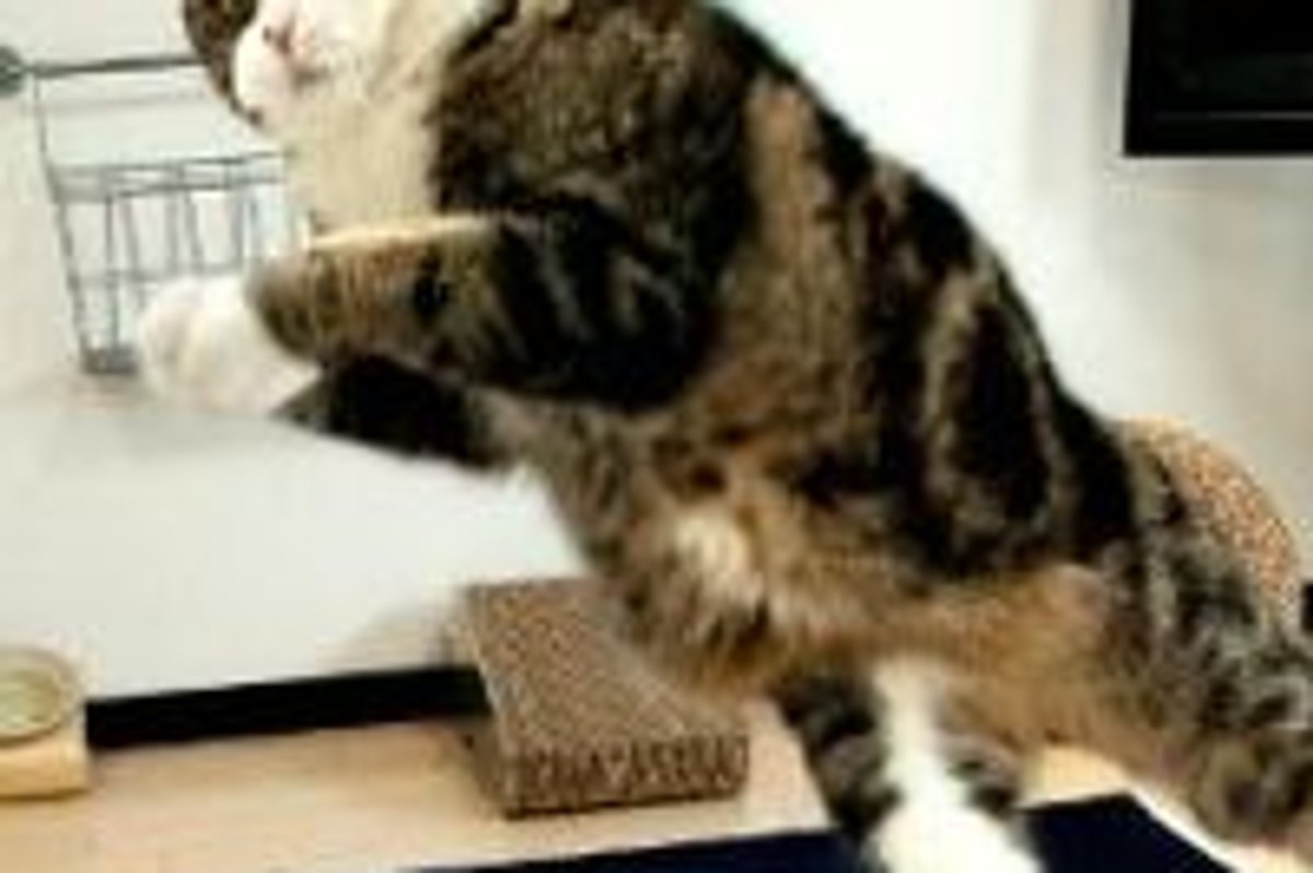 Maru Cool as an Olympian