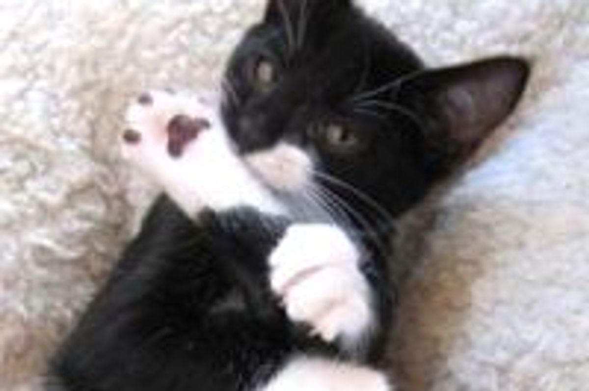 Stanley the Tuxedo from Rescue to Helping Other Fosters