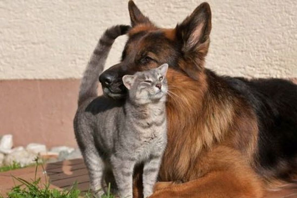 Unlikely Friendship Between Grey Kitty and German Shepherd