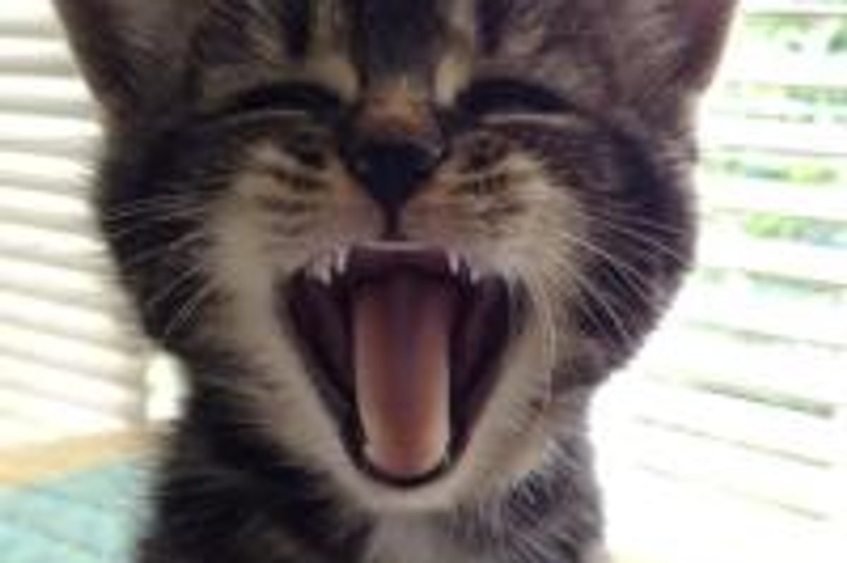 Caturday Meow!