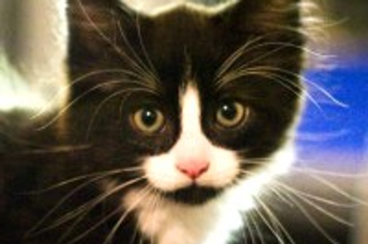 Woman Fundraising for Surgery to Save 9-week-old Kitten