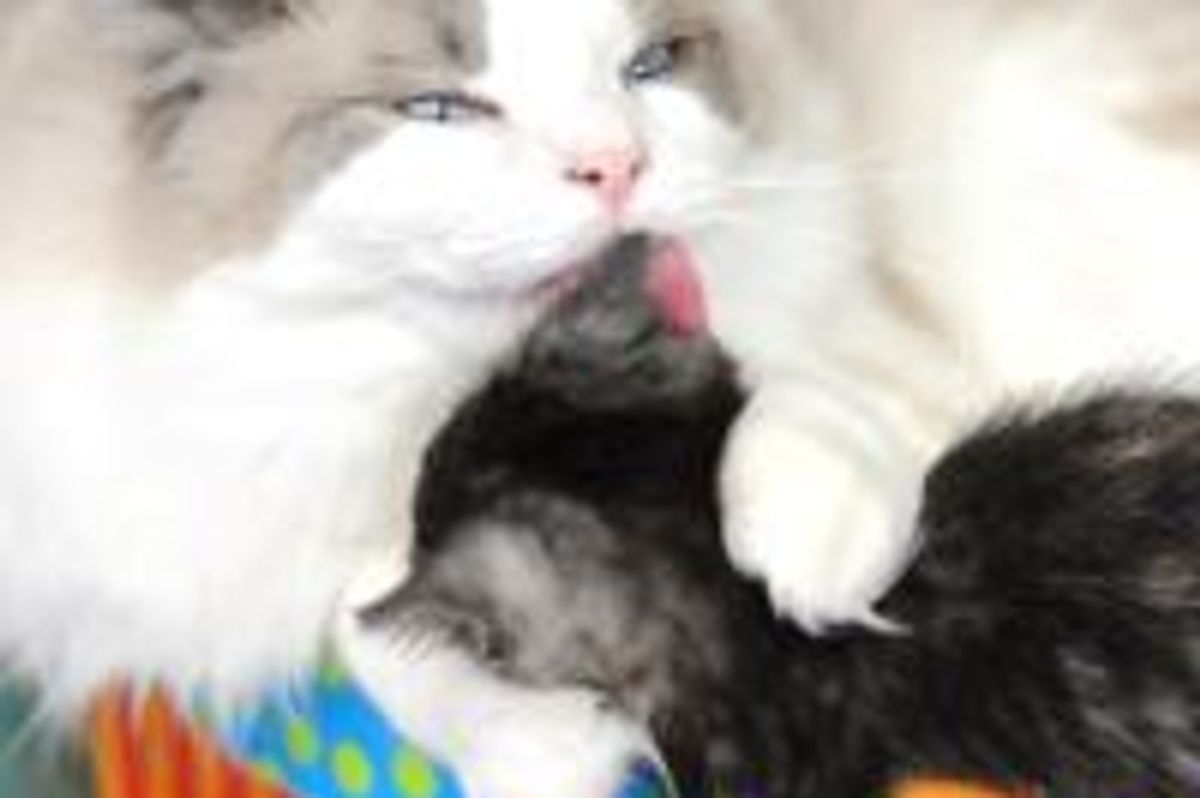 Dexter the Cat the Surrogate Dad to Fosters