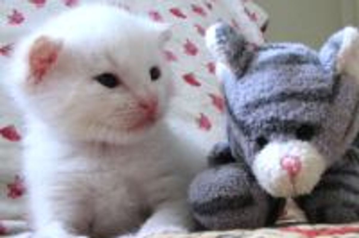 Bella the Rescue Kitty with Extra Toes: Journey to Happiness