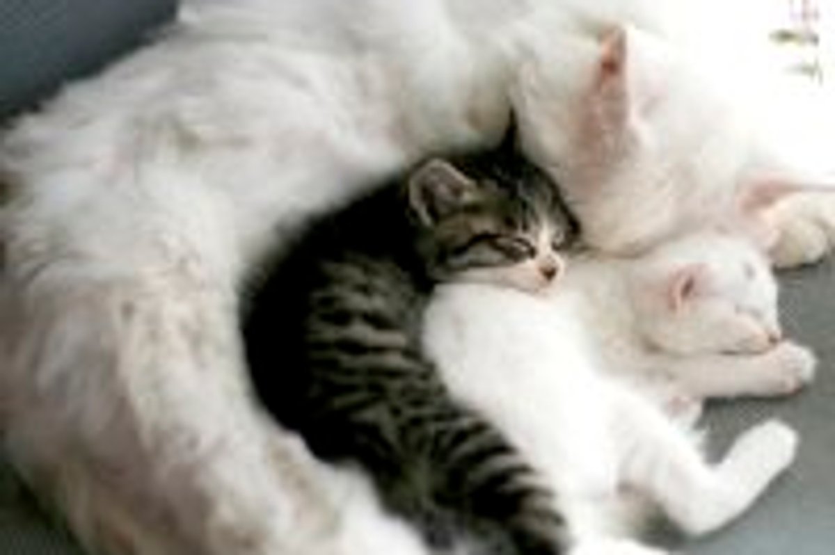 Protective Love