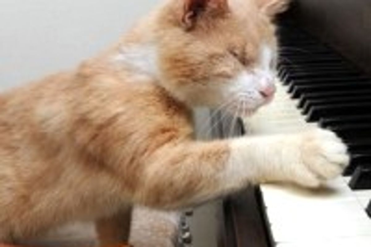 Stevie Wonder the Blind Piano-playing Cat
