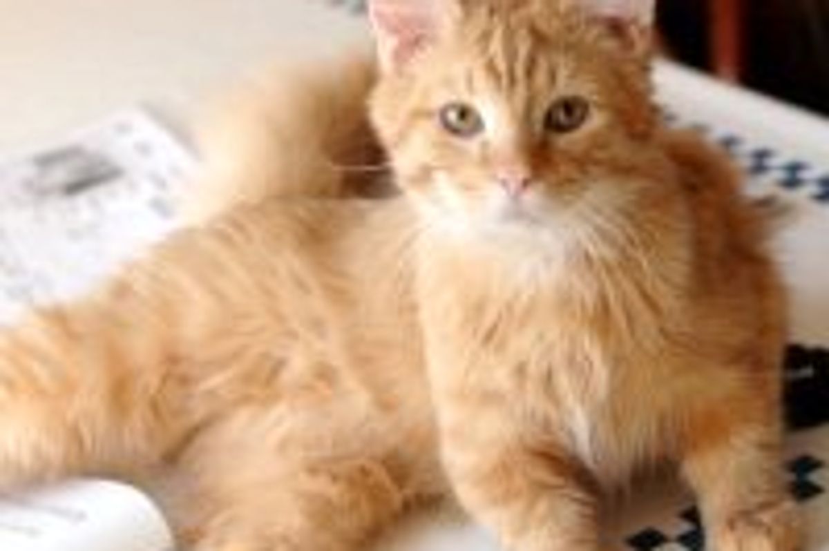 Wallaby the Rescue Dwarf Cat