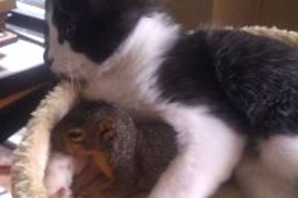 Squirrel Comes to Hang Out with Cat