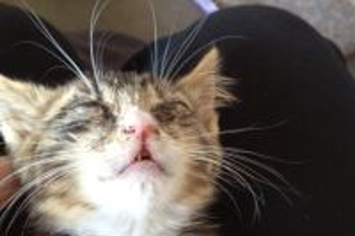 Mondo the Tabby Given Second Chance: Amazing Transformation