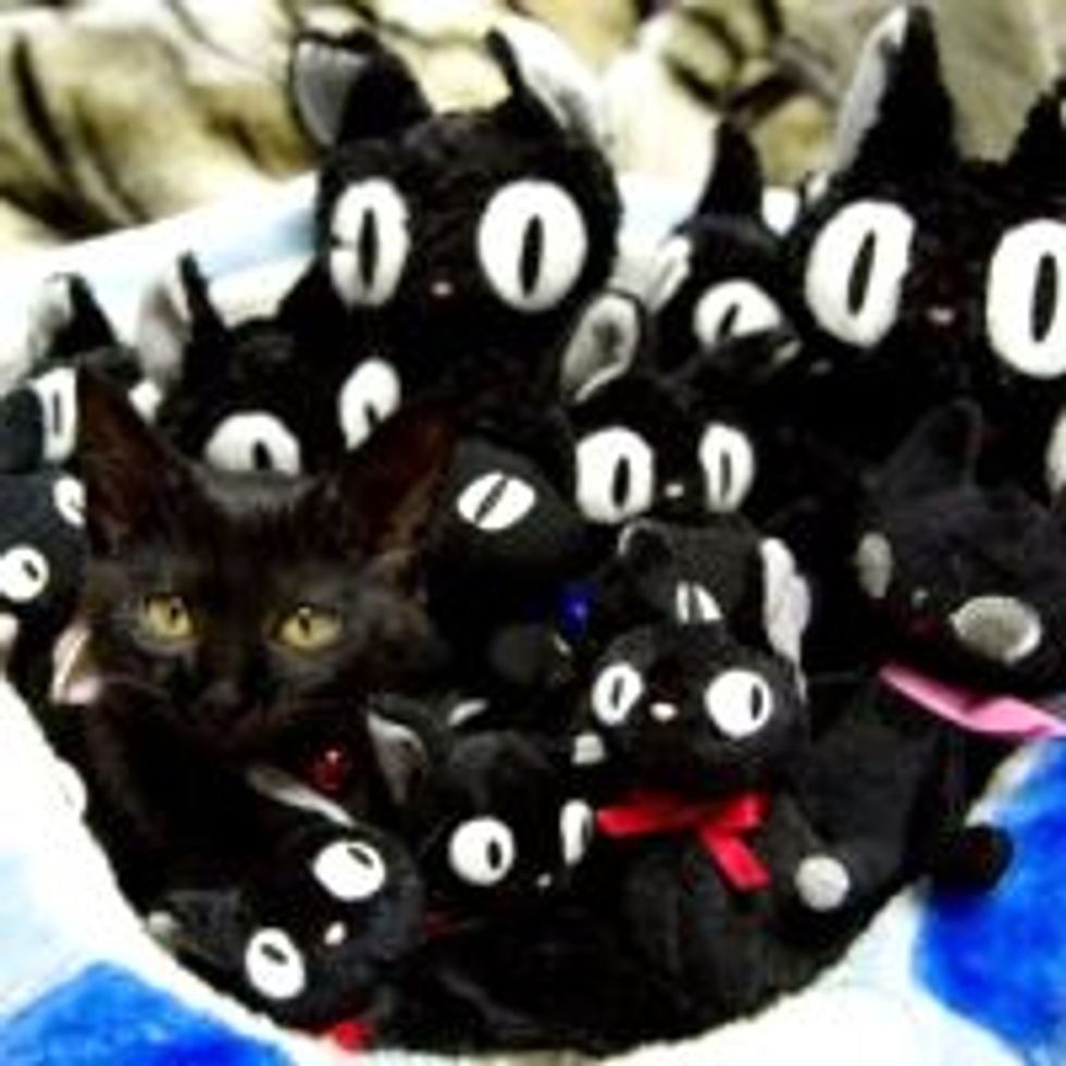 Where is the Kitty?