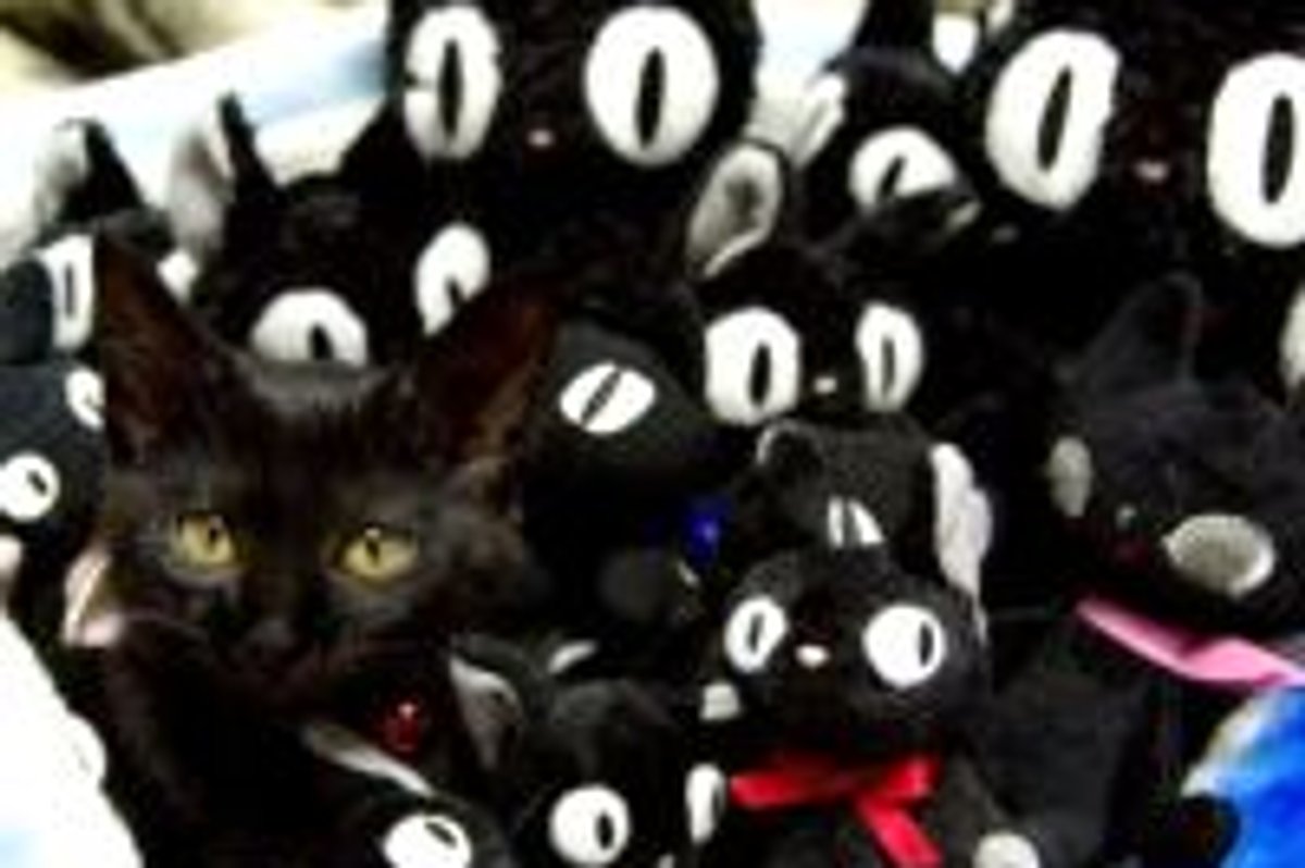 Can You Spot The Kitty?