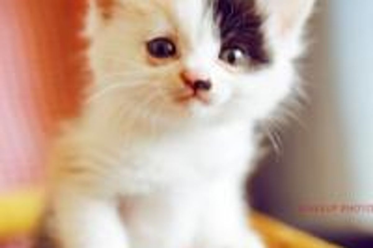 Calico Kitty Nini: the Boss