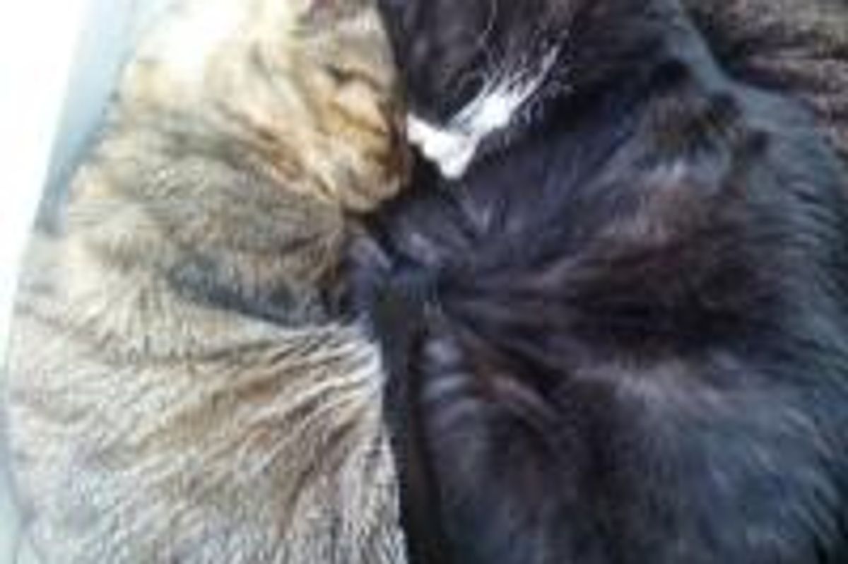 Cat Olympics: Synchronized Sleeping