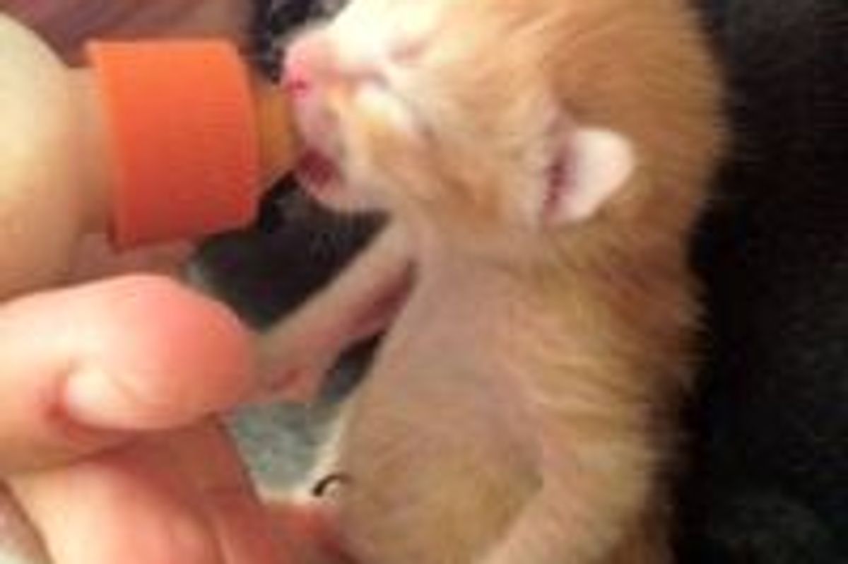 Day Old Ginger Kitten Found in Trash Bag, Now Thriving