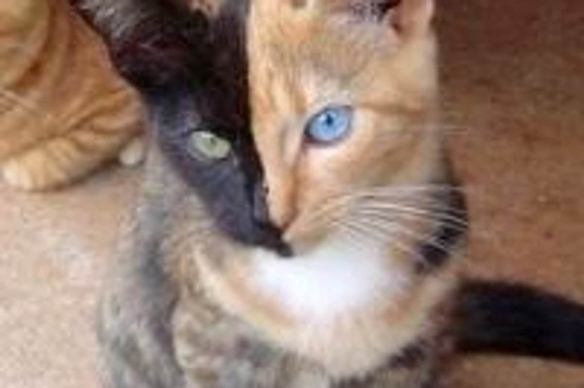 Two-Face and Odd Eyed Tortie, Venus