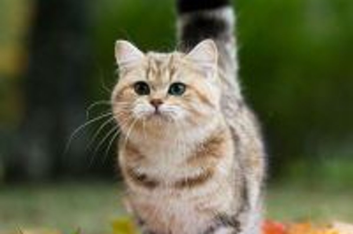 Kitty in a Fall Mood