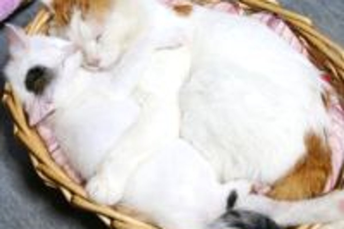 All You Need is Love