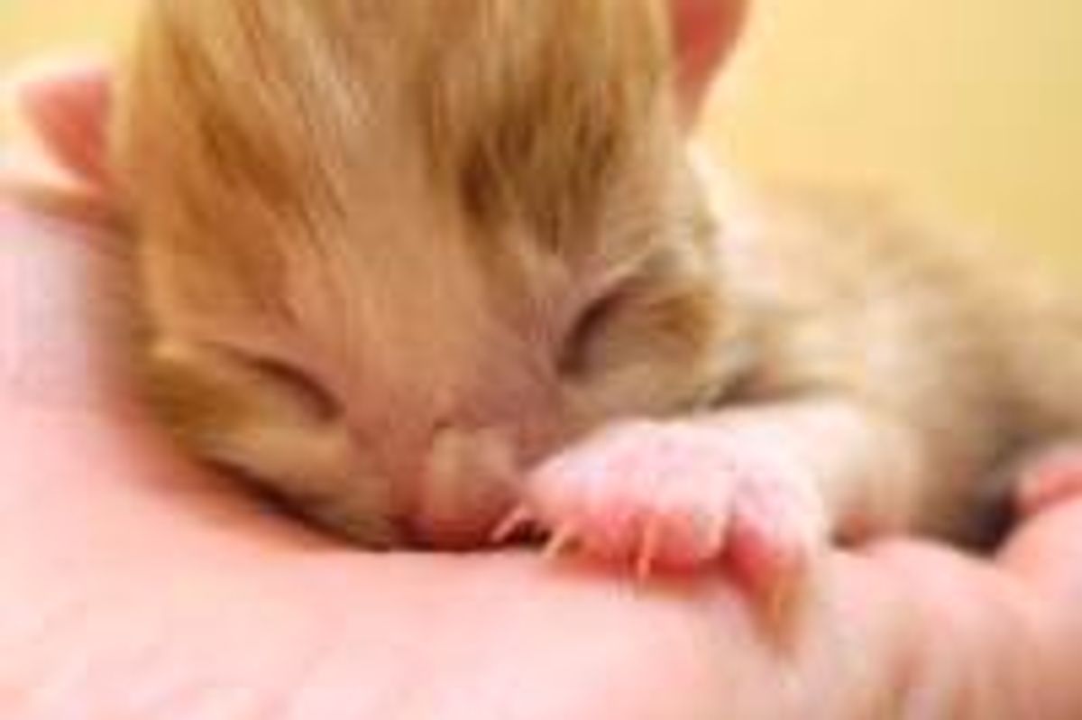 Kitty with Cleft Palate in Good Hands