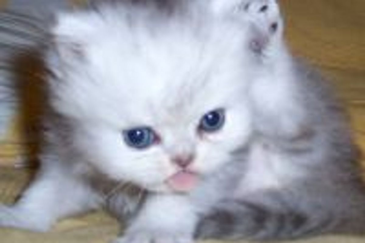 It's Hard Work Being a Kitty!